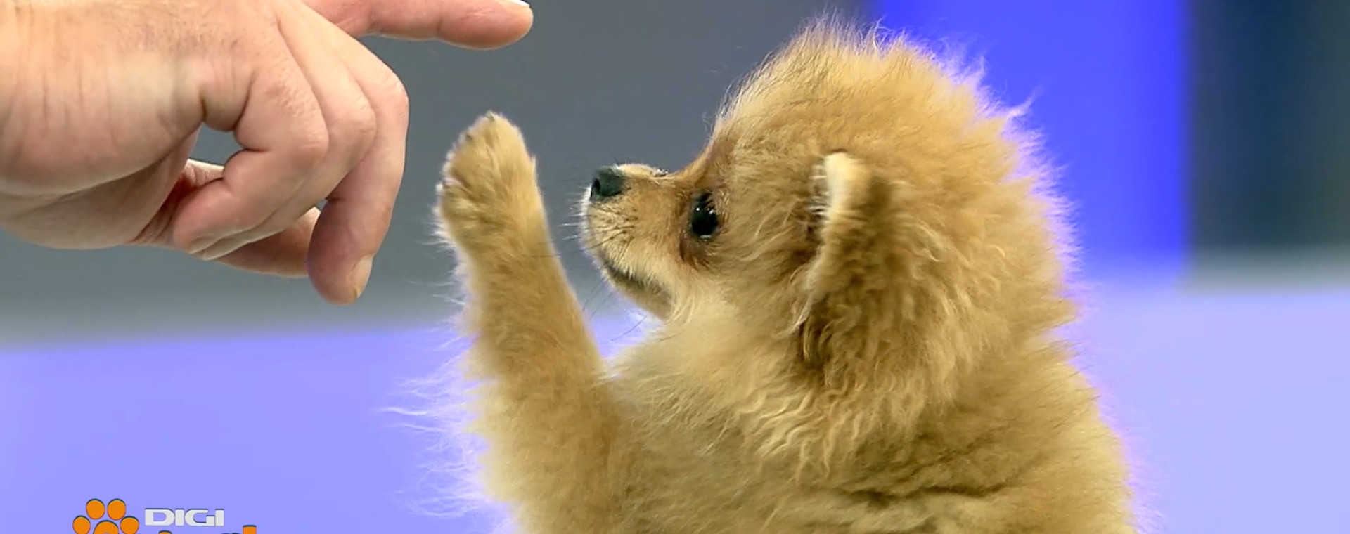 DAC POMERANIAN 0
