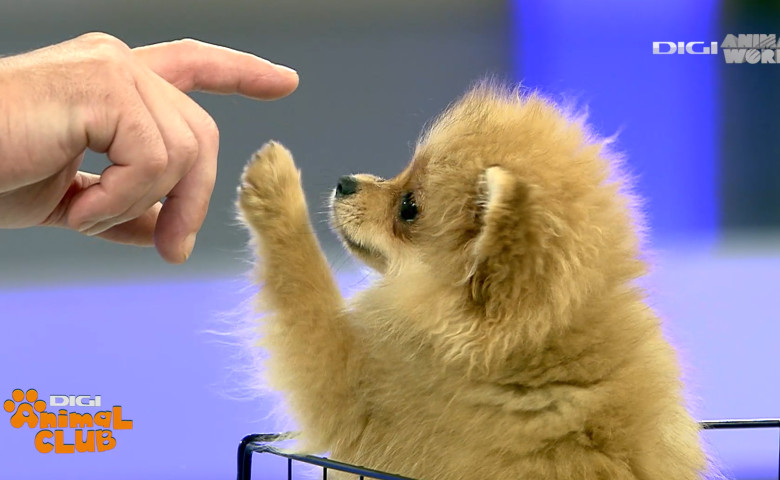 DAC POMERANIAN 0