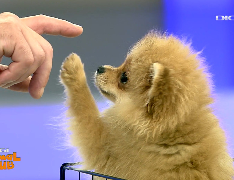 DAC POMERANIAN 0