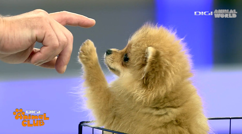 DAC POMERANIAN 0