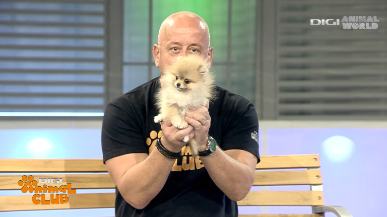 DAC POMERANIAN 4