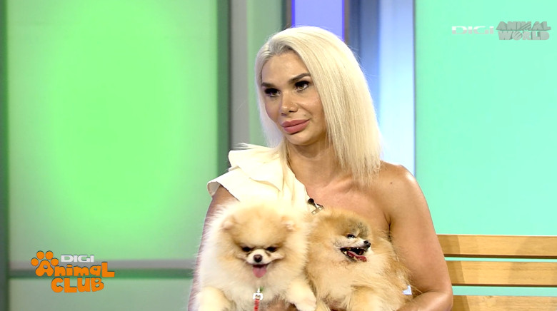 DAC POMERANIAN 2