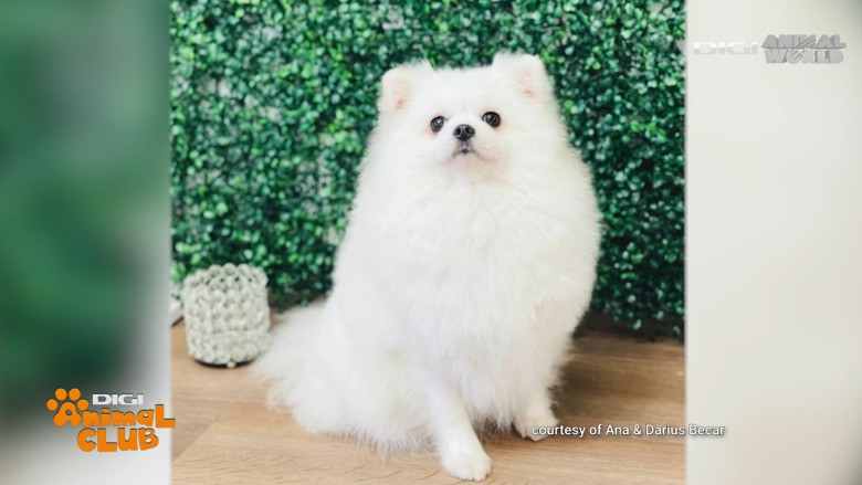 DAC POMERANIAN 3