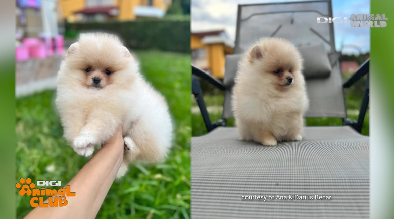 DAC POMERANIAN 5