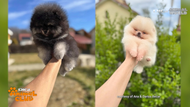 DAC POMERANIAN 7