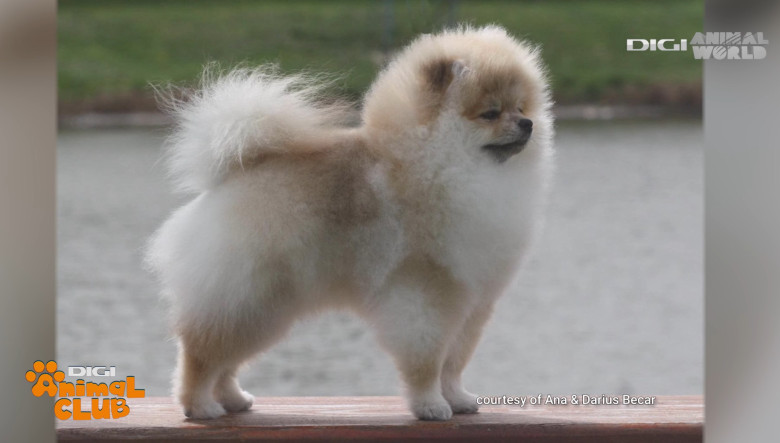 DAC POMERANIAN 18