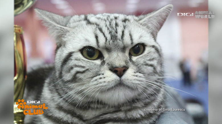 Black Silver Tabby Gina Epurescu Digi Animal Club (5)