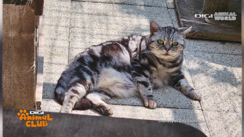 Black Silver Tabby Gina Epurescu Digi Animal Club (2)