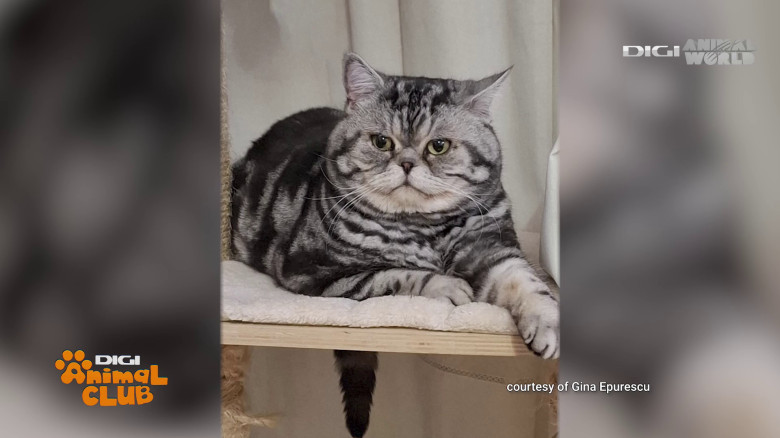 Black Silver Tabby Gina Epurescu Digi Animal Club (3)