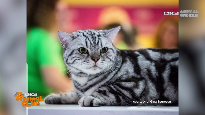 Black Silver Tabby Gina Epurescu Digi Animal Club (4)