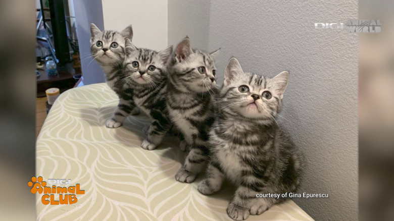 Black Silver Tabby Gina Epurescu Digi Animal Club (9)