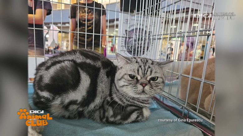 Black Silver Tabby Gina Epurescu Digi Animal Club (15)