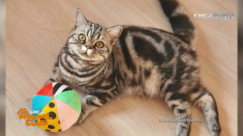 Black Silver Tabby Gina Epurescu Digi Animal Club (12)