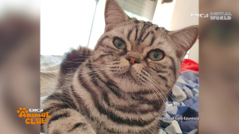 Black Silver Tabby Gina Epurescu Digi Animal Club (22)