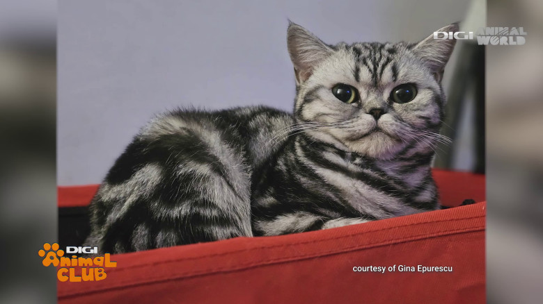 Black Silver Tabby Gina Epurescu Digi Animal Club (28)