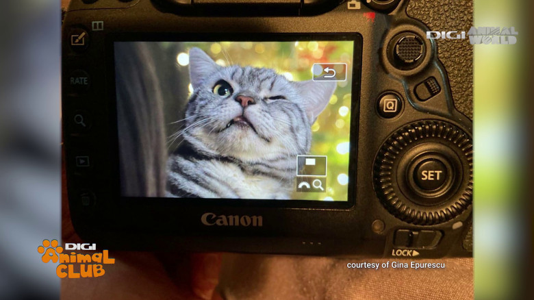 Black Silver Tabby Gina Epurescu Digi Animal Club (30)