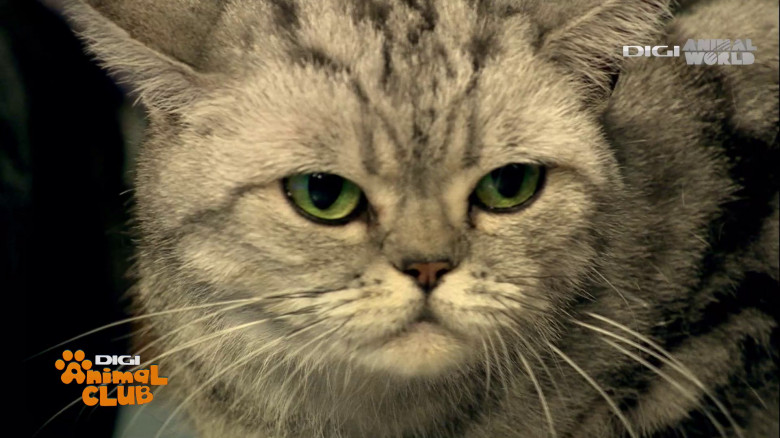 Black Silver Tabby Gina Epurescu Digi Animal Club (35)