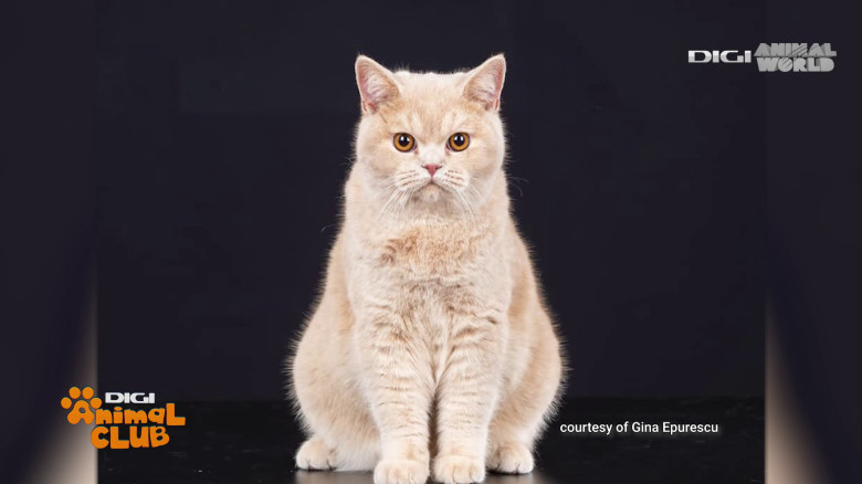 Black Silver Tabby Gina Epurescu Digi Animal Club (32)