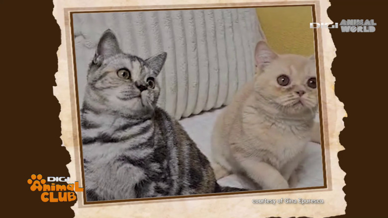 Black Silver Tabby Gina Epurescu Digi Animal Club (33)