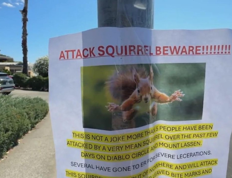 O veveriță din California, considerată „atacator în serie”/ Foto: Captură video Youtube