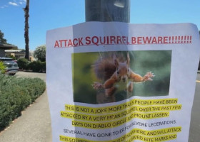 O veveriță din California, considerată „atacator în serie”/ Foto: Captură video Youtube