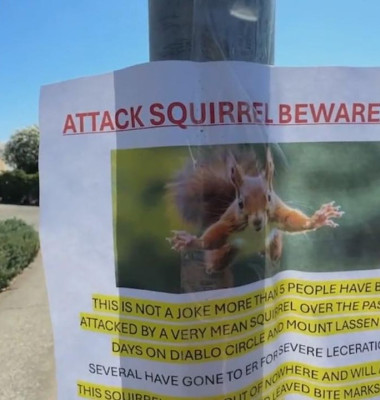 O veveriță din California, considerată „atacator în serie”/ Foto: Captură video Youtube