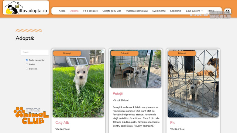 DAC Protectia Animalelor IF 12 site adoptii