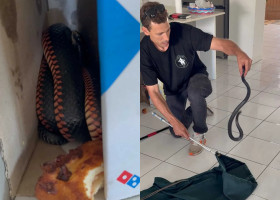 Șarpe în cutia de pizza/ Foto: Captură video