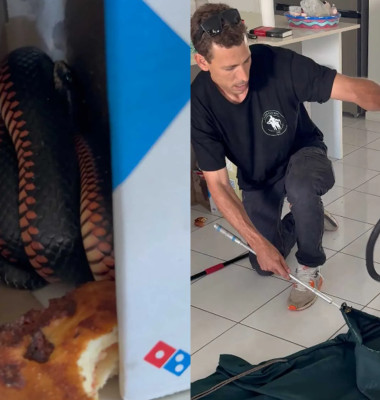 Șarpe în cutia de pizza/ Foto: Captură video