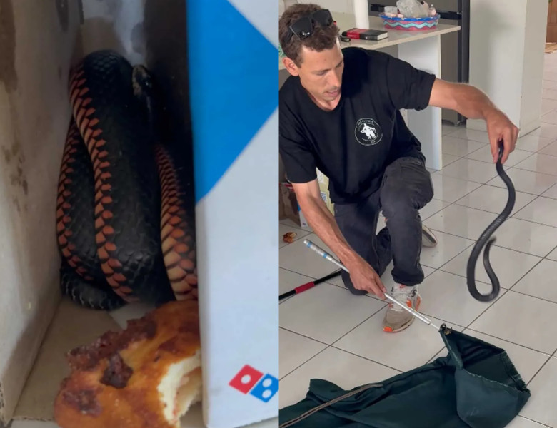 Șarpe în cutia de pizza/ Foto: Captură video