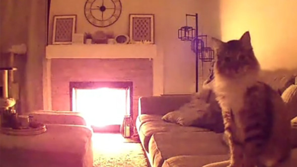 Ce a descoperit un cuplu când și-a urmărit pisica pe camera de supraveghere. Au lăsat totul și s-au grăbit să ajungă acasă