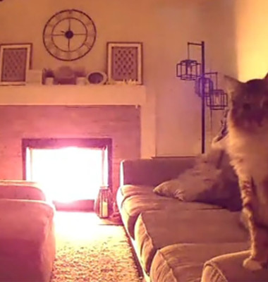 Ce a descoperit un cuplu când și-a urmărit pisica pe camera de supraveghere/ Foto: Captură video TikTok