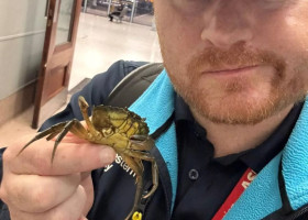 Un crab viu, surprins într-un tren din Anglia/ Foto: Instagram