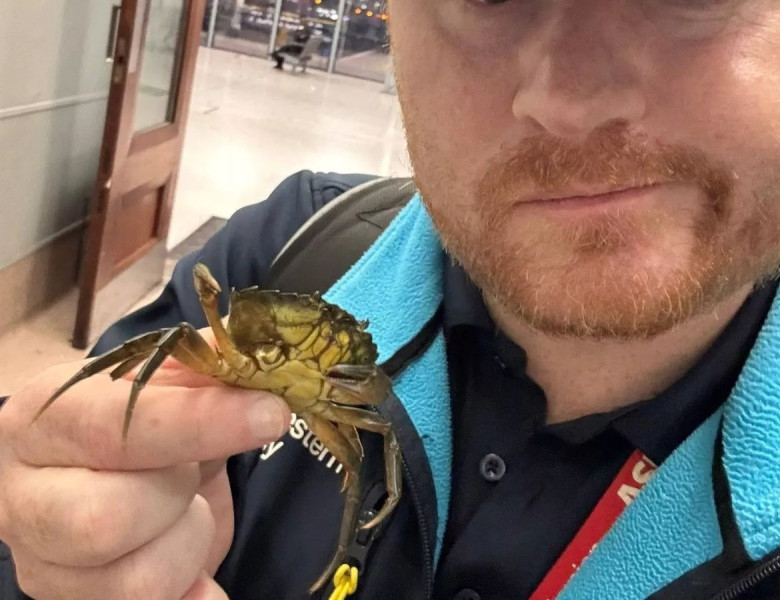 Un crab viu, surprins într-un tren din Anglia/ Foto: Instagram