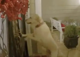 O femeie este vizitată în fiecare zi de o cățelușă din vecini
