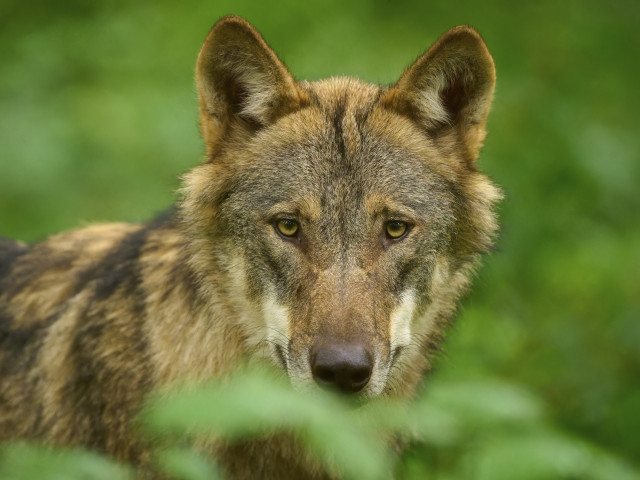Lupii înc& se tem de oameni chiar &i în habitatele protejate ...