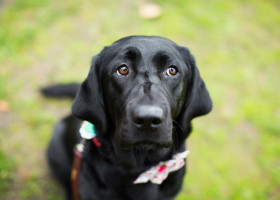 Labrador/ Freepik