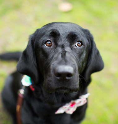 Labrador/ Freepik