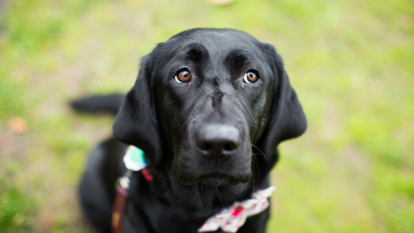 Reacția unui Labrador când stăpânii îi spun că îl lasă la „bunici”. Imaginile cu patrupedul sunt virale