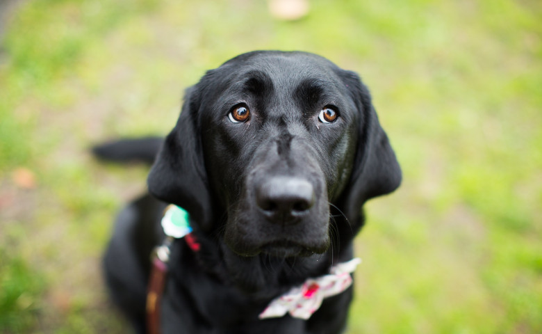 Labrador/ Freepik