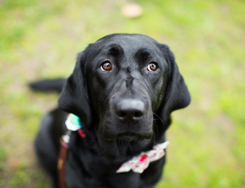 Labrador/ Freepik