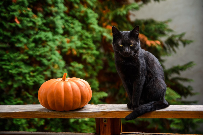 angry black cat and orange pumpkin on wooden plank of an outdoor terrace. pet animal with greenish eyes looking serious. rural garden in the blurred b