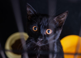 A striking black cat with piercing orange eyes is intently looking directly into the camera, capturing attention in an adorable way