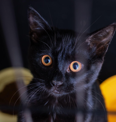 A striking black cat with piercing orange eyes is intently looking directly into the camera, capturing attention in an adorable way