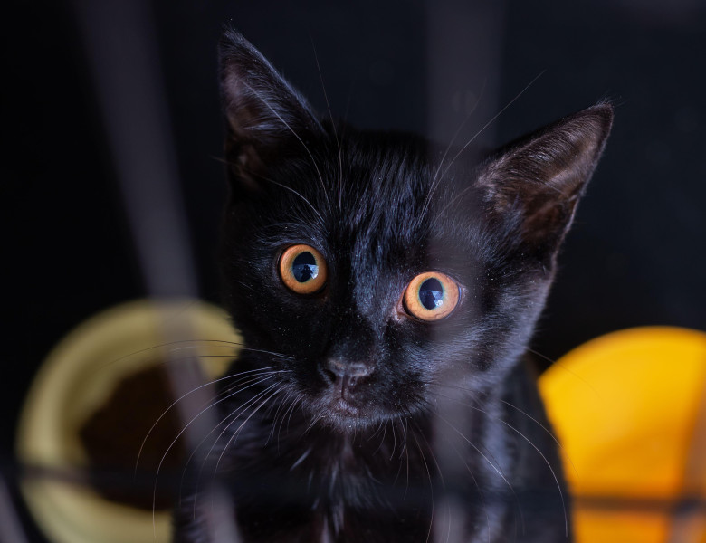 A striking black cat with piercing orange eyes is intently looking directly into the camera, capturing attention in an adorable way