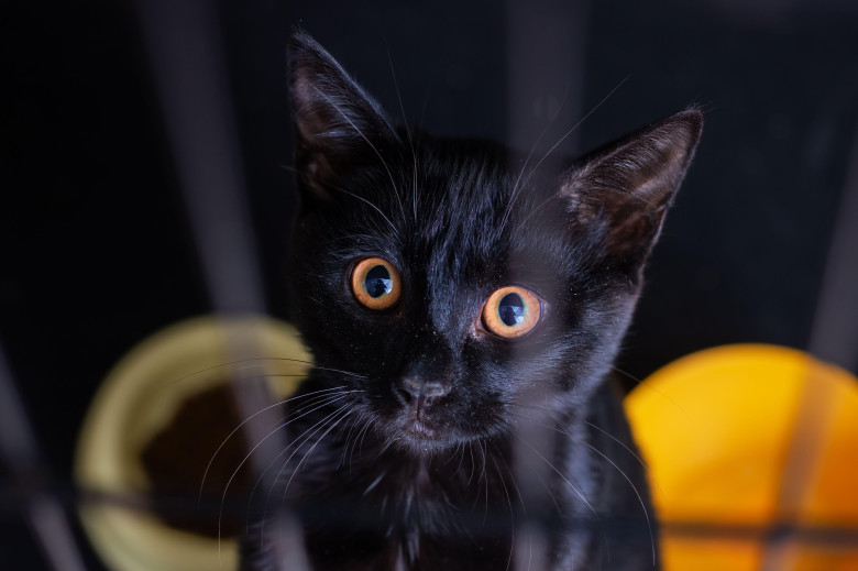 A striking black cat with piercing orange eyes is intently looking directly into the camera, capturing attention in an adorable way