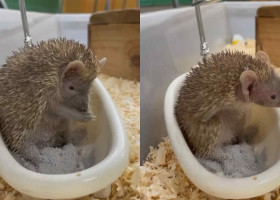 Imagini virale cu un tenrec care face baie într-o mini-cadă/ Foto: Captură video