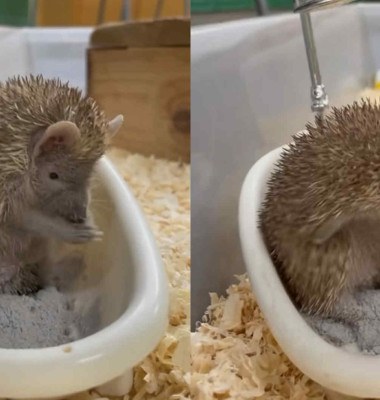 Imagini virale cu un tenrec care face baie într-o mini-cadă/ Foto: Captură video