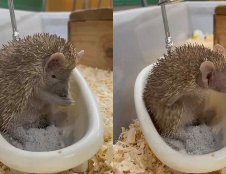 Imagini virale cu un tenrec care face baie într-o mini-cadă/ Foto: Captură video