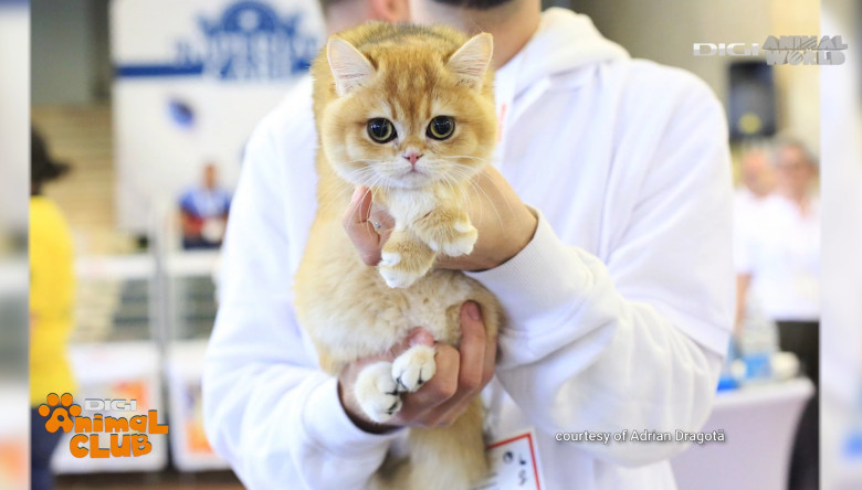 DAC FIFE WORLD SHOW 5